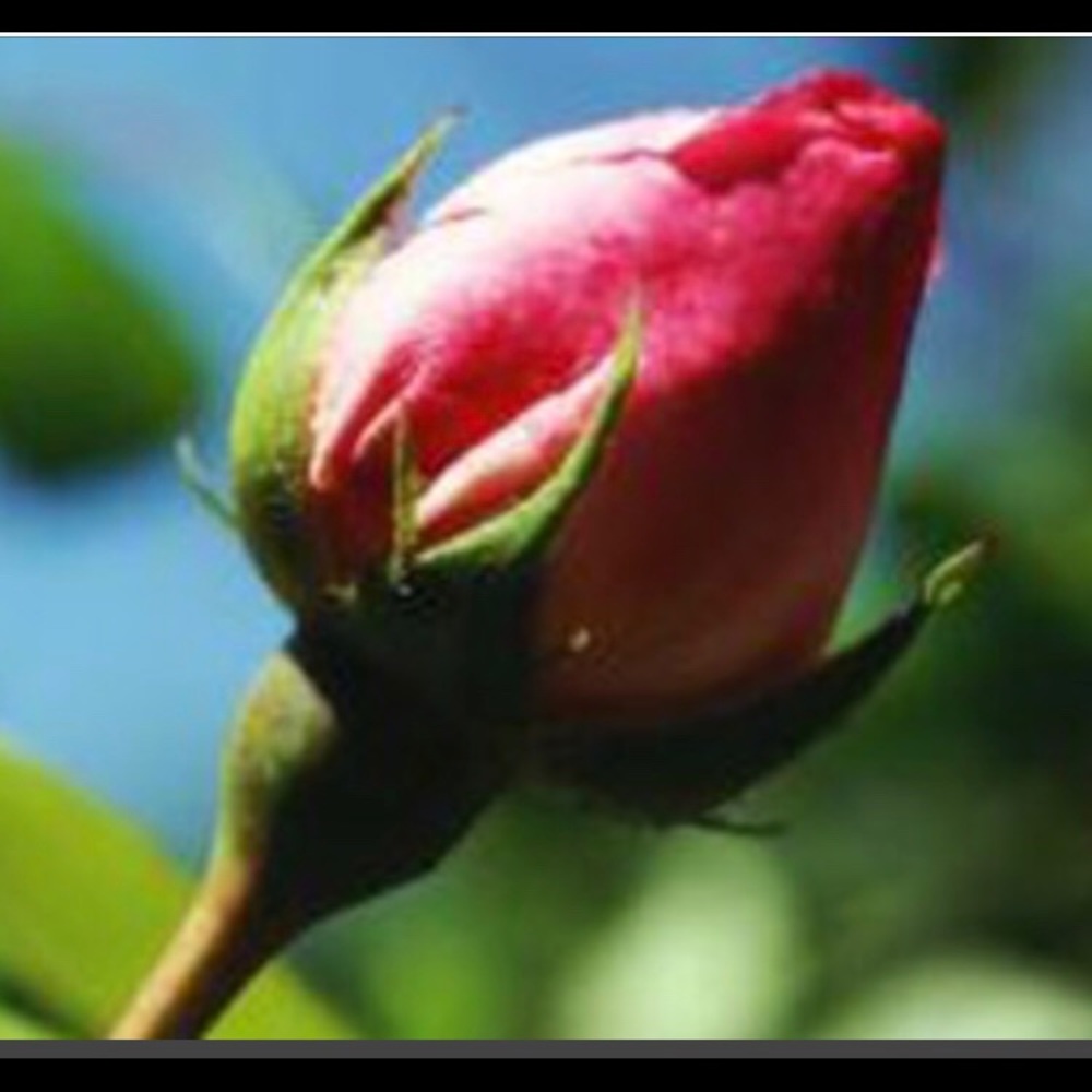 Meet your Posher, Victoria